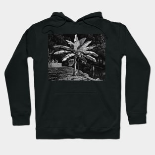 Banana tree with bunch of bananas noir landscape Hoodie